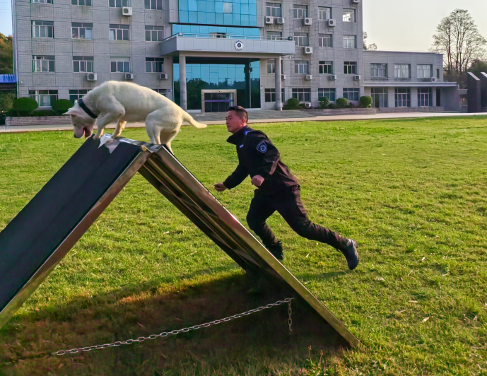 十八載堅(jiān)守訓(xùn)犬初心 無(wú)言戰(zhàn)友共護(hù)一方平安