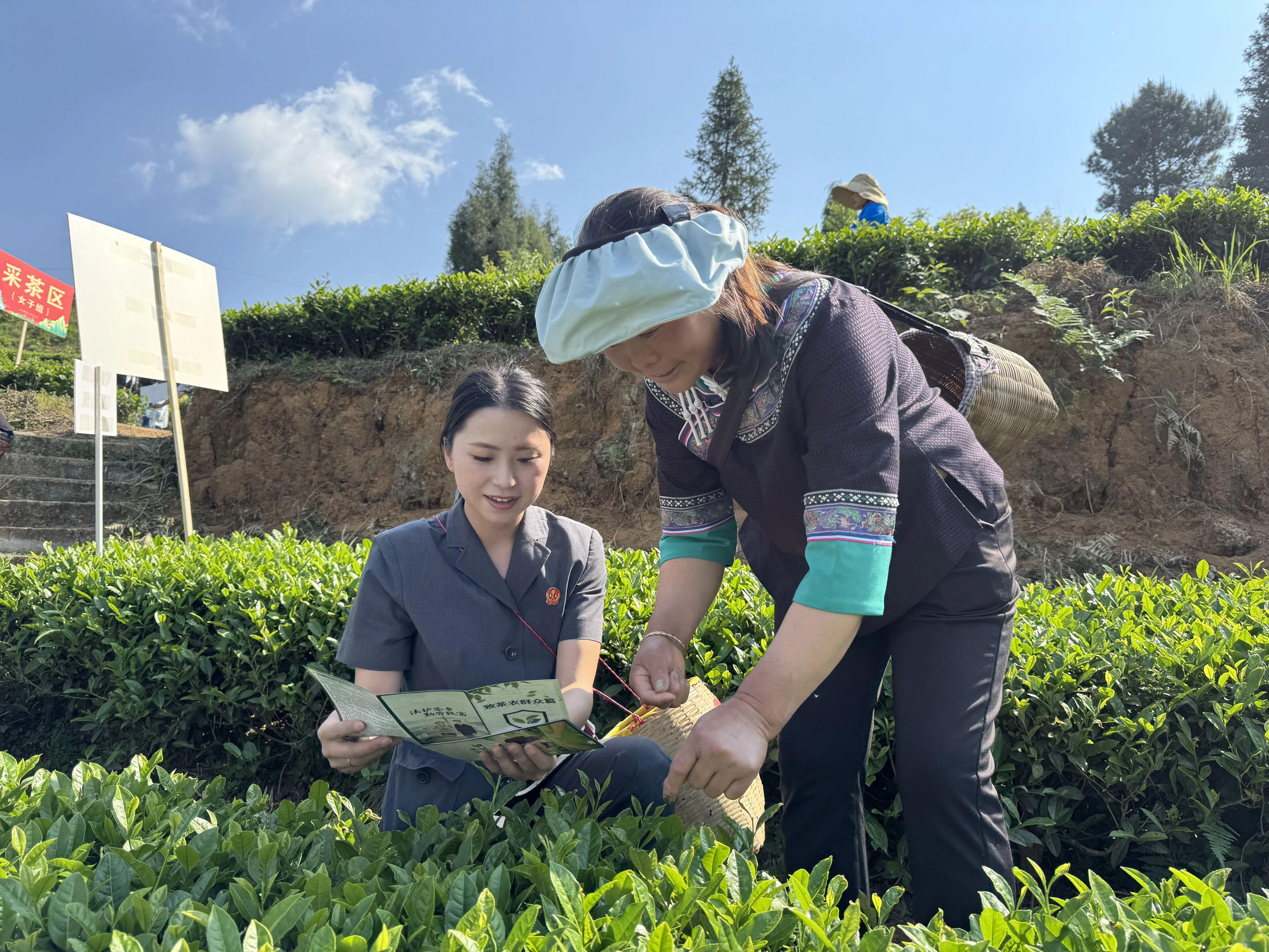 貴州紫云：法治宣傳進(jìn)茶園 服務(wù)群眾暖人心